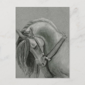 Spanisches Pferd Zeichnend von Lucinda Knowlton Postkarte