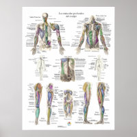 Spanisches Poster zur Anatomie des menschlichen Ti