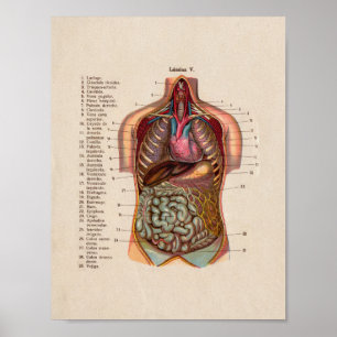 Spanisches Vintages Anatomie-Druck-Organ-Herz Poster