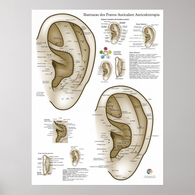 Spanish Ear Acupuncture Chart Poster (Vorne)