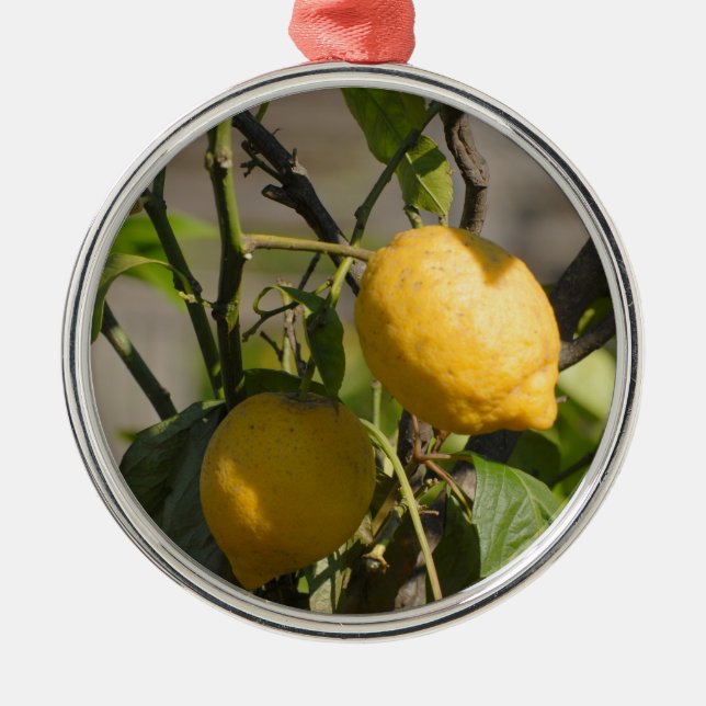 Spanish Lemon Graphics Ornament Aus Metall (Vorne)