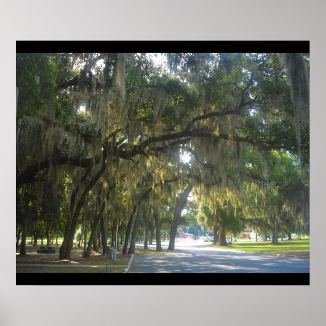 Spanish Moss in Georgia Poster (Vorne)
