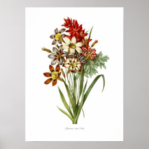 Sparaxis und Ixia spp. Poster