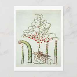 Spargel in Blume und Obst aus dem "Ho Postkarte