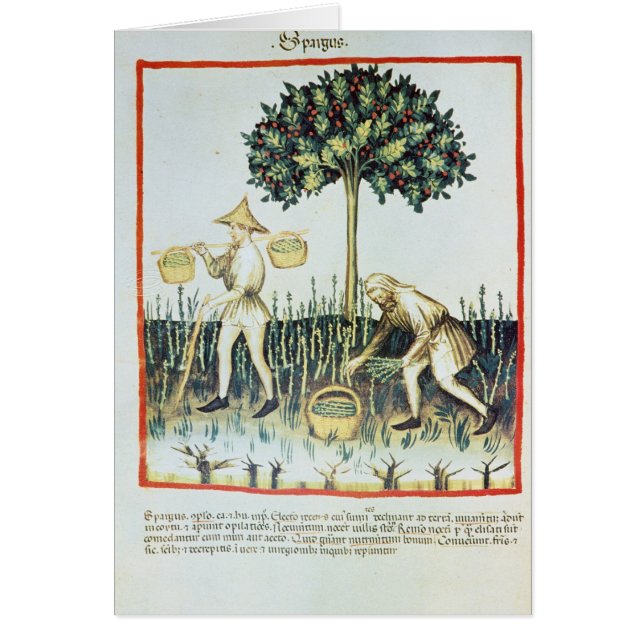 Spargel-Pflücker, 13. Jahrhundert (Vorne)