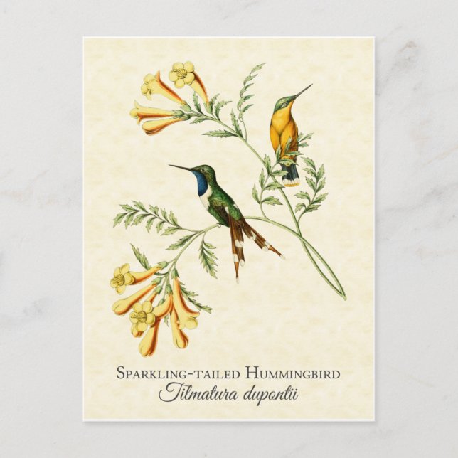 Sparkling Tail Hummingbird Vintag Art Postkarte (Vorderseite)