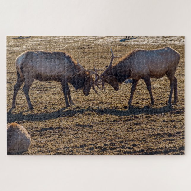 Sparring Bull Elk (Horizontal)