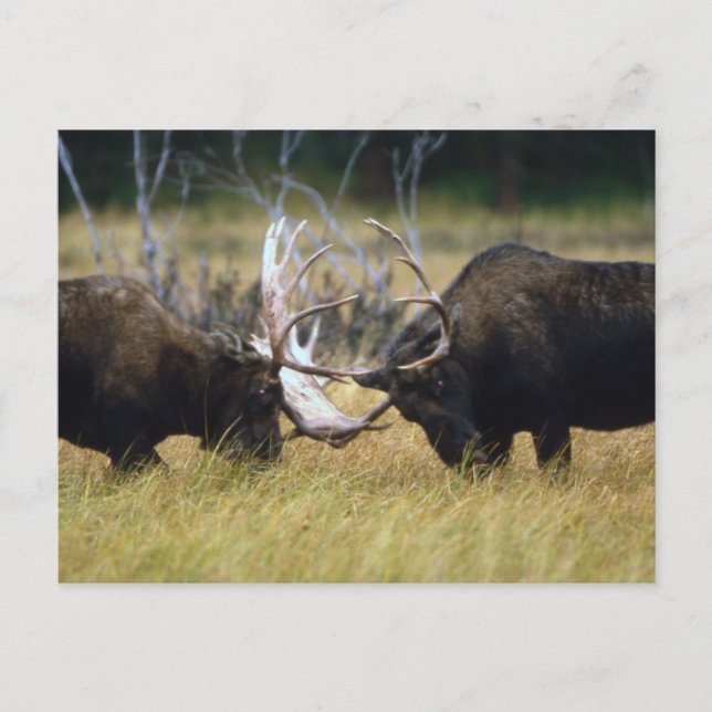 Sparring Moose Wildlife Series # 12 Carte postale (Devant)
