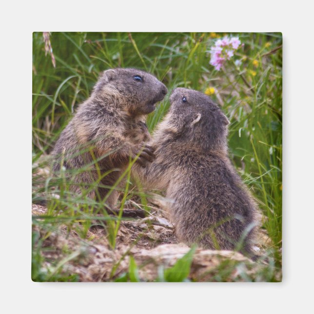 Sparring Partners Magnet (Vorne)