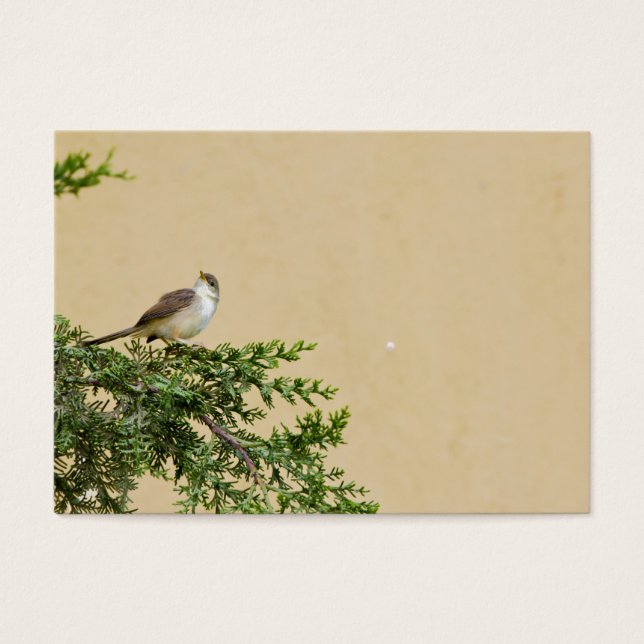 Sparrow (Vorderseite)