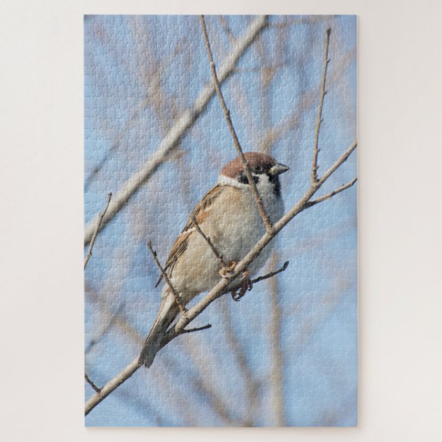 Sparrow (Vertikal)