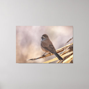 Sparrow auf einer dünnen Verzweigung Leinwanddruck