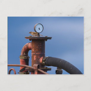 Sparrow auf einer roten Postkarte