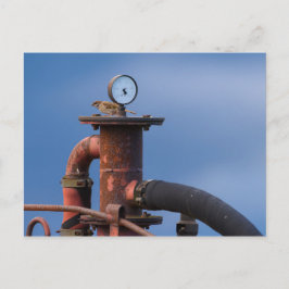 Sparrow auf einer roten Postkarte