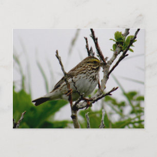 Sparrow auf einer Twig-Insel, Unalaska Postkarte