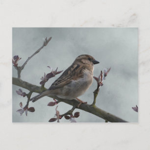 Sparrow auf Zweig Postkarte