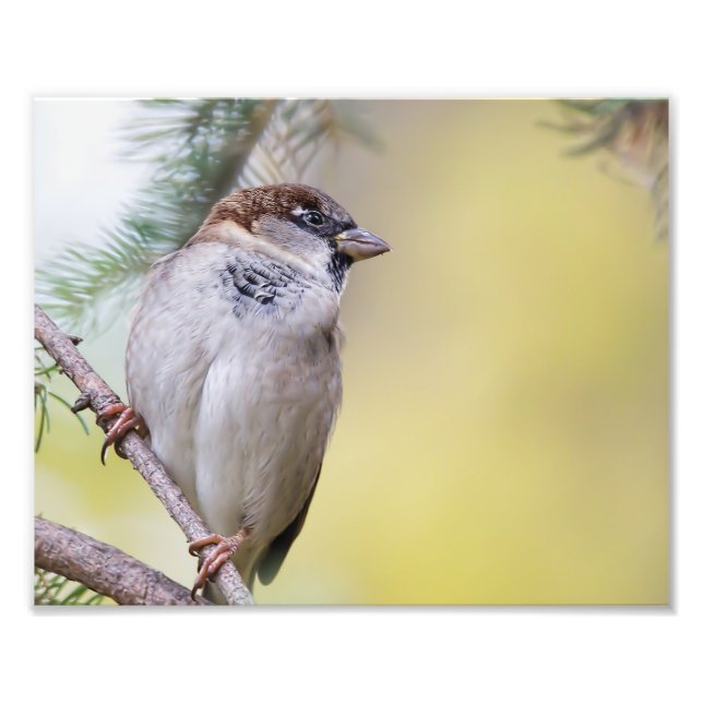 Sparrow Bird Fotografy Fotodruck (Vorne)
