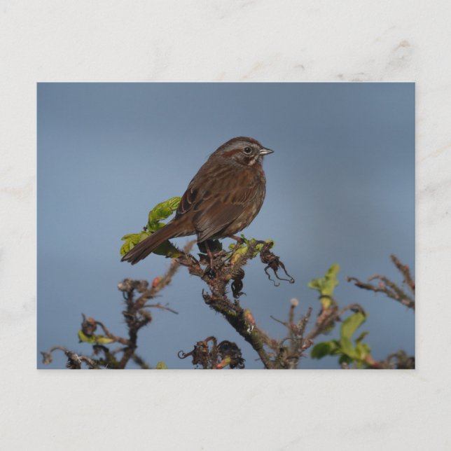 Sparrow Blue Sky Postcard Postkarte (Vorderseite)