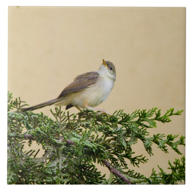 Sparrow Fliese (Vorderseite)