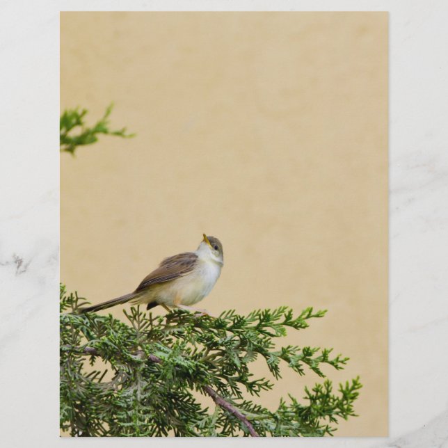 Sparrow Flyer (Vorne)