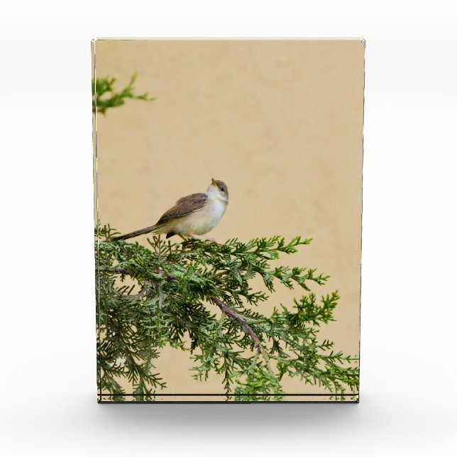 Sparrow Fotoblock (Vorderseite)