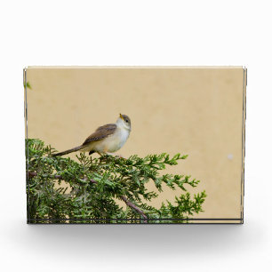 Sparrow Fotoblock