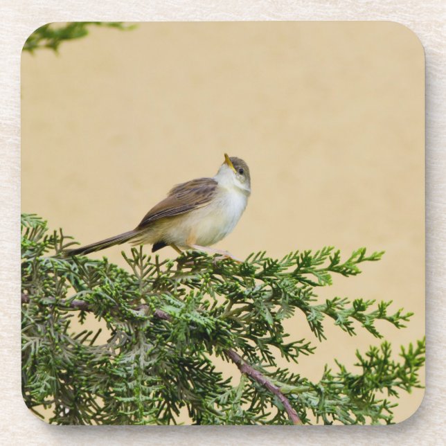 Sparrow Getränkeuntersetzer (Vorderseite)
