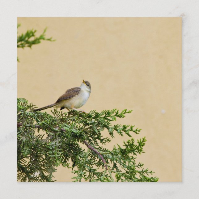 Sparrow Hinweiskarte (Vorderseite)