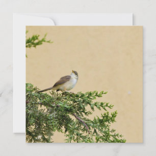 Sparrow Hinweiskarte