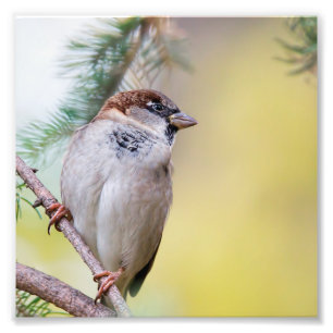 Sparrow im Pinienwald Fotodruck
