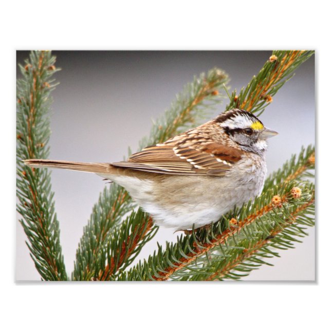 Sparrow im Winter Fotodruck (Vorne)