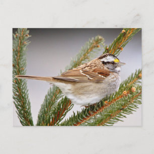 Sparrow im Winter Postkarte