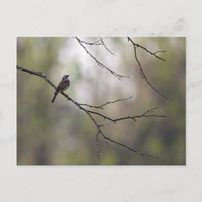 Sparrow in einer Waldlandschaft Postkarte (Vorderseite)