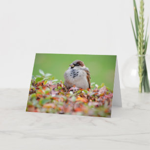 Sparrow Karte