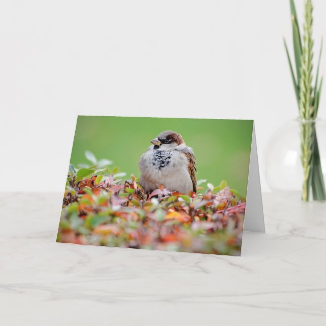 Sparrow Karte (Vorderseite)