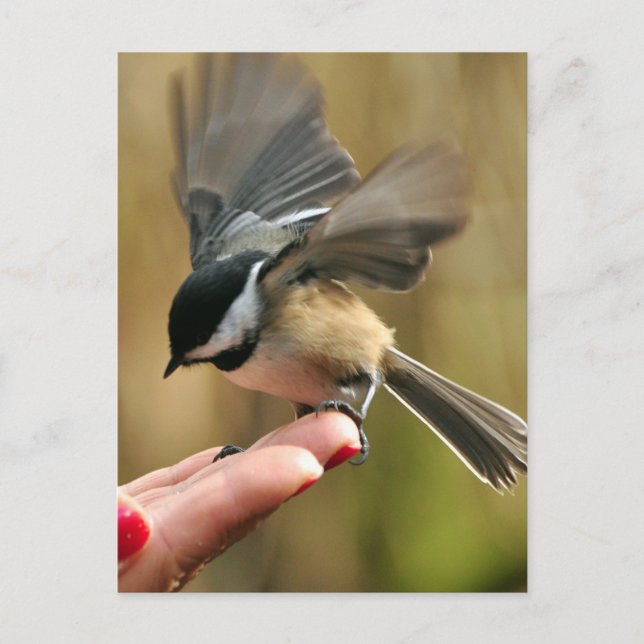 Sparrow landet auf der Hand meiner Ehefrau Postkarte (Vorderseite)