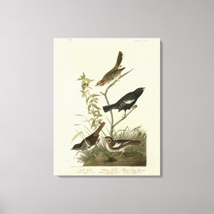 Sparrow, Lark Bunting, Audubons Vögel von Amerika Leinwanddruck