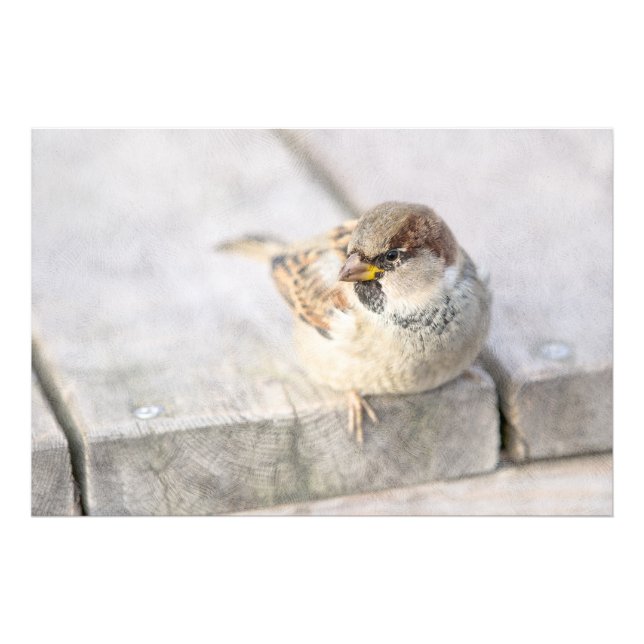 Sparrow - Nach dem transatlantischen Fotodruck (Vorne)