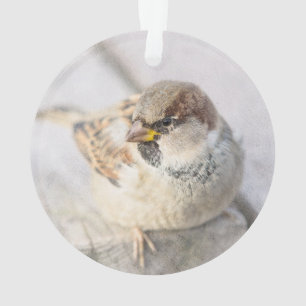 Sparrow - Nach dem transatlantischen Ornament