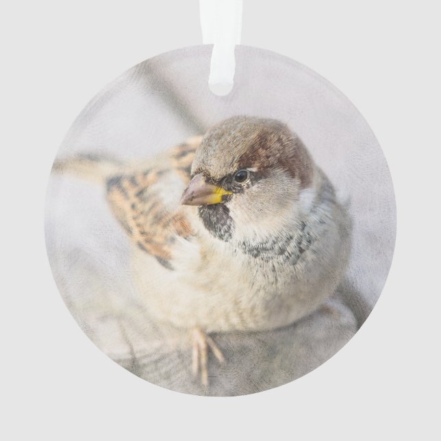 Sparrow - Nach dem transatlantischen Ornament (Rückseite)