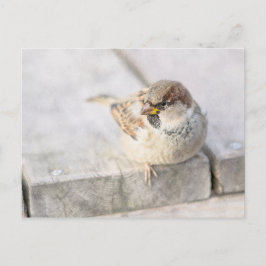 Sparrow - Nach dem transatlantischen Postkarte