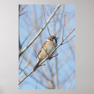 Sparrow Poster