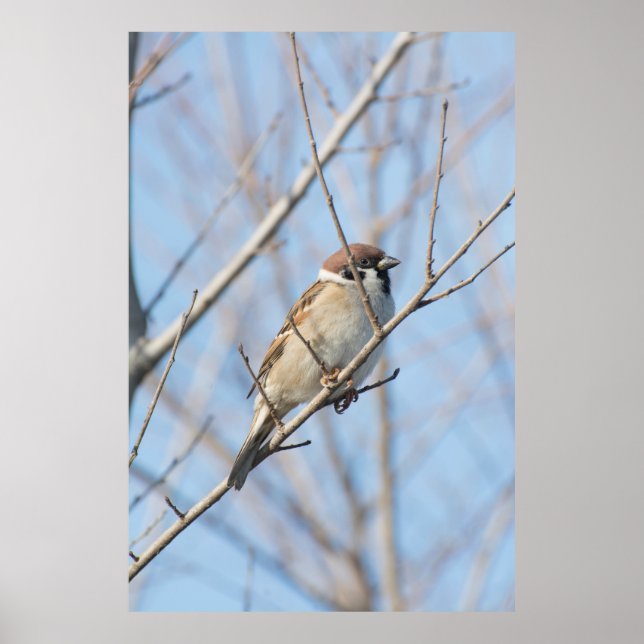 Sparrow Poster (Vorne)