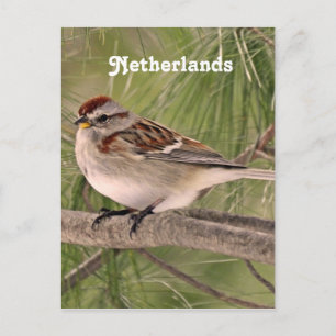 Sparrow Postkarte