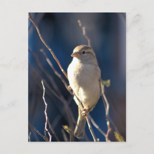 Sparrow Postkarte (Vorderseite)