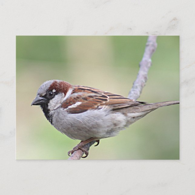 Sparrow Postkarte (Vorderseite)