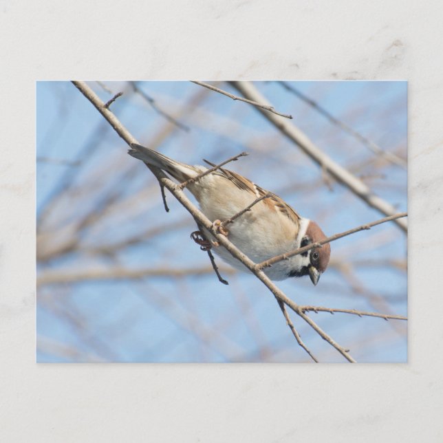 Sparrow Postkarte (Vorderseite)