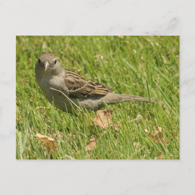 Sparrow Postkarte (Vorderseite)