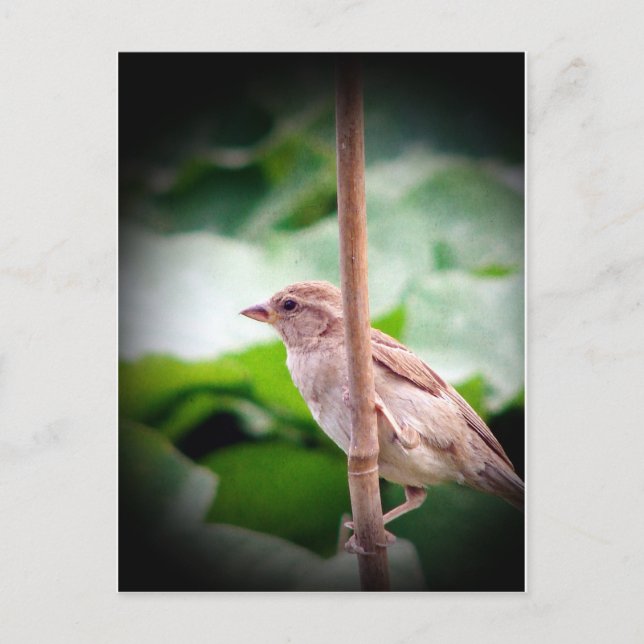 Sparrow Postkarte (Vorderseite)