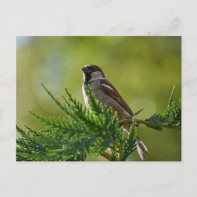 Sparrow Postkarte (Vorderseite)